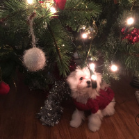 Maltese, Köpek  Bonny fotoğrafı