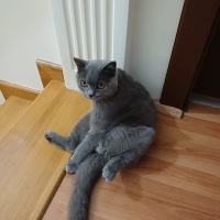 British Shorthair, Kedi  alex fotoğrafı