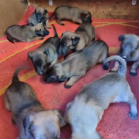 Belçika Malinois, Köpek  Mex Şila fotoğrafı