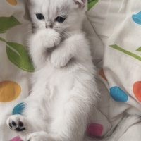 British Shorthair, Kedi  Berat fotoğrafı