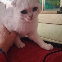 British Shorthair, Kedi  Berat fotoğrafı