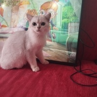 British Shorthair, Kedi  Berat fotoğrafı
