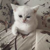 British Shorthair, Kedi  Berat fotoğrafı