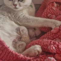 British Shorthair, Kedi  Berat fotoğrafı