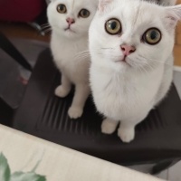 British Shorthair, Kedi  Berat fotoğrafı