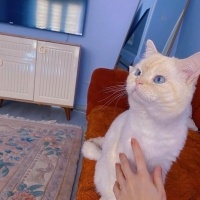 British Shorthair, Kedi  Yuki fotoğrafı