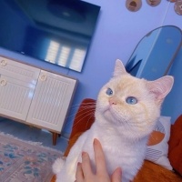 British Shorthair, Kedi  Yuki fotoğrafı