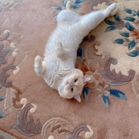 British Shorthair, Kedi  Yuki fotoğrafı