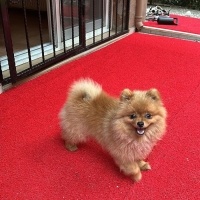 Pomeranyalı, Köpek  Boby fotoğrafı