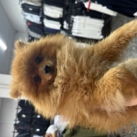 Pomeranyalı, Köpek  Boby fotoğrafı