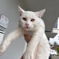 Ankara Kedisi, Kedi  İsmi yok fotoğrafı