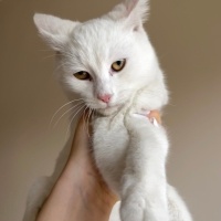 Ankara Kedisi, Kedi  İsmi yok fotoğrafı