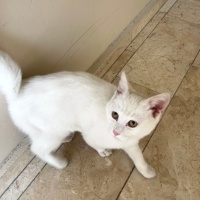 Ankara Kedisi, Kedi  İsmi yok fotoğrafı