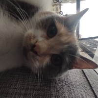 British Shorthair, Kedi  Lina fotoğrafı