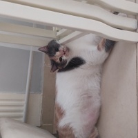 British Shorthair, Kedi  Lina fotoğrafı