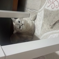 British Shorthair, Kedi  Pamuk fotoğrafı