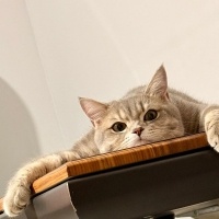 British Longhair, Kedi  Kuki fotoğrafı