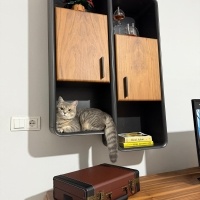 British Longhair, Kedi  Kuki fotoğrafı