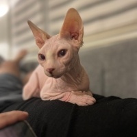 Sphynx, Kedi  Dobby fotoğrafı