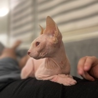 Sphynx, Kedi  Dobby fotoğrafı