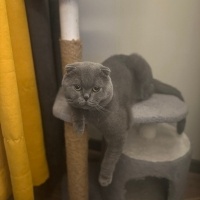 Scottish Fold, Kedi  Baron fotoğrafı