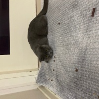 British Shorthair, Kedi  Gece fotoğrafı