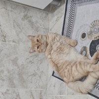British Shorthair, Kedi  Tarçın fotoğrafı