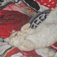 British Shorthair, Kedi  Tarçın fotoğrafı