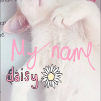 Tekir Kedi, Kedi  Daisy Şila fotoğrafı