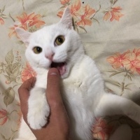 Ankara Kedisi, Kedi  Lekeli fotoğrafı