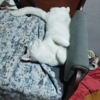 Ankara Kedisi, Kedi  Lekeli fotoğrafı