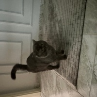 British Shorthair, Kedi  Duman fotoğrafı