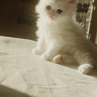 British Longhair, Kedi  Süt fotoğrafı