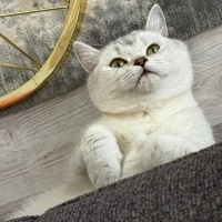 British Shorthair, Kedi  Poena fotoğrafı