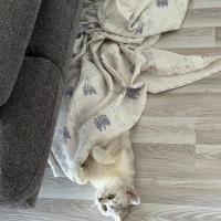 British Shorthair, Kedi  Poena fotoğrafı