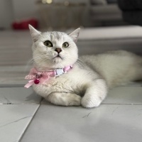 British Shorthair, Kedi  Poena fotoğrafı