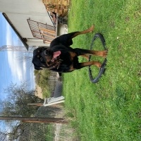 Rottweiler, Köpek  Efe fotoğrafı