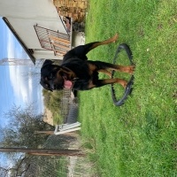 Rottweiler, Köpek  Efe fotoğrafı