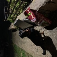 Rottweiler, Köpek  Efe fotoğrafı