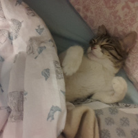 Tekir Kedi, Kedi  cipsi fotoğrafı