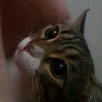Tekir Kedi, Kedi  cipsi fotoğrafı
