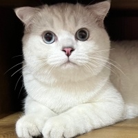 Scottish Fold, Kedi  Maya fotoğrafı