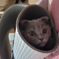Scottish Fold, Kedi  Hera fotoğrafı