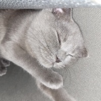 Scottish Fold, Kedi  Hera fotoğrafı