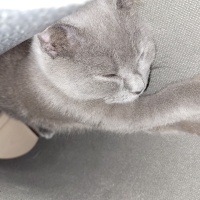 Scottish Fold, Kedi  Hera fotoğrafı