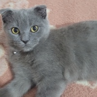 Scottish Fold, Kedi  Hera fotoğrafı