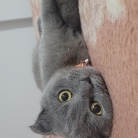 Scottish Fold, Kedi  Hera fotoğrafı