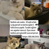 British Longhair, Kedi  Cookie fotoğrafı