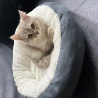 British Shorthair, Kedi  Zeus fotoğrafı