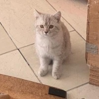 British Shorthair, Kedi  Zeus fotoğrafı